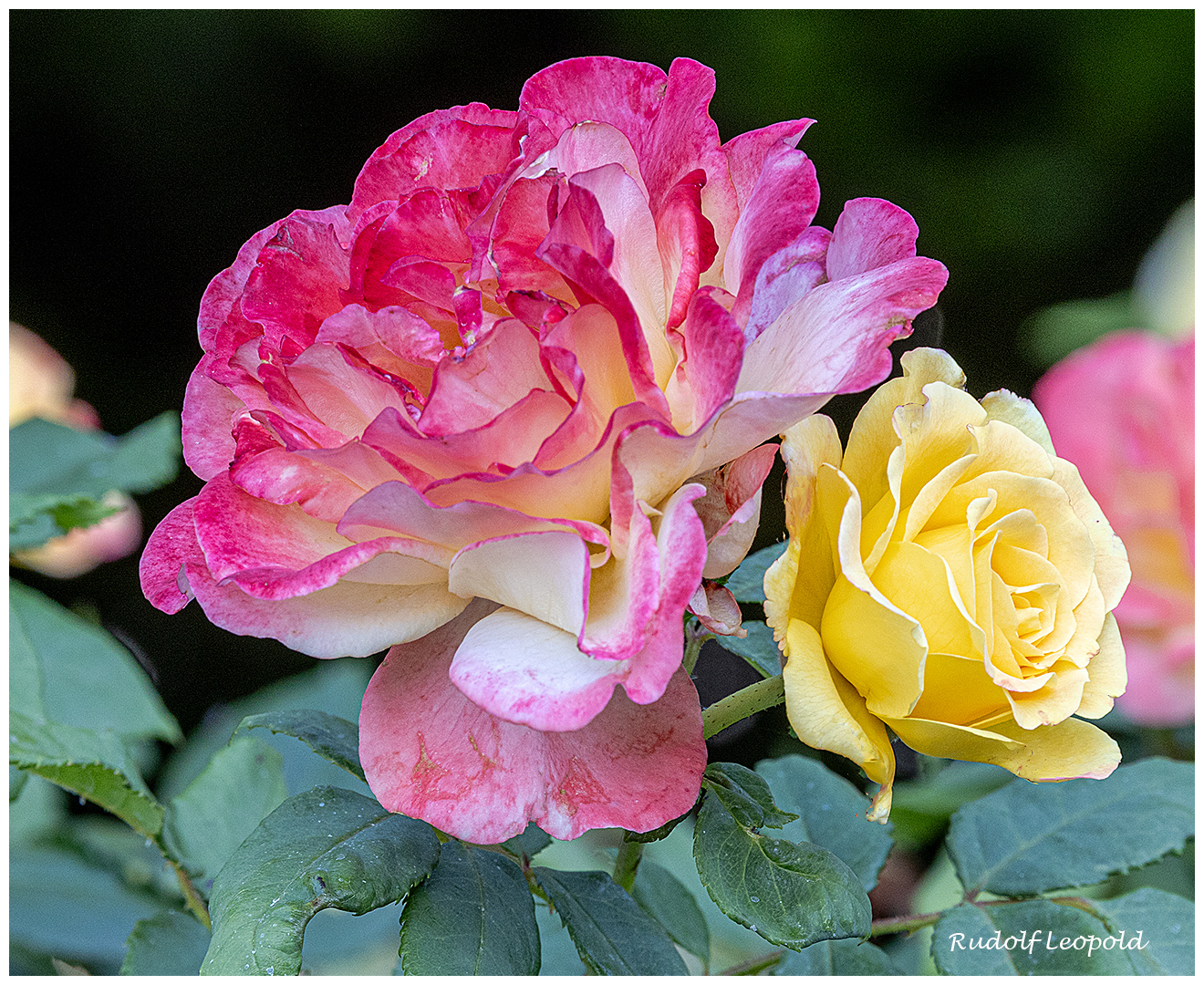 Rose mit "Juniorpartner" in Gelb