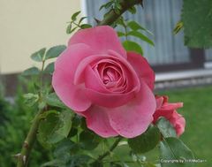 Rose mit Käfer