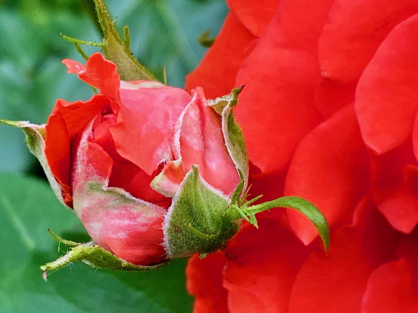 Rose mit Knospe