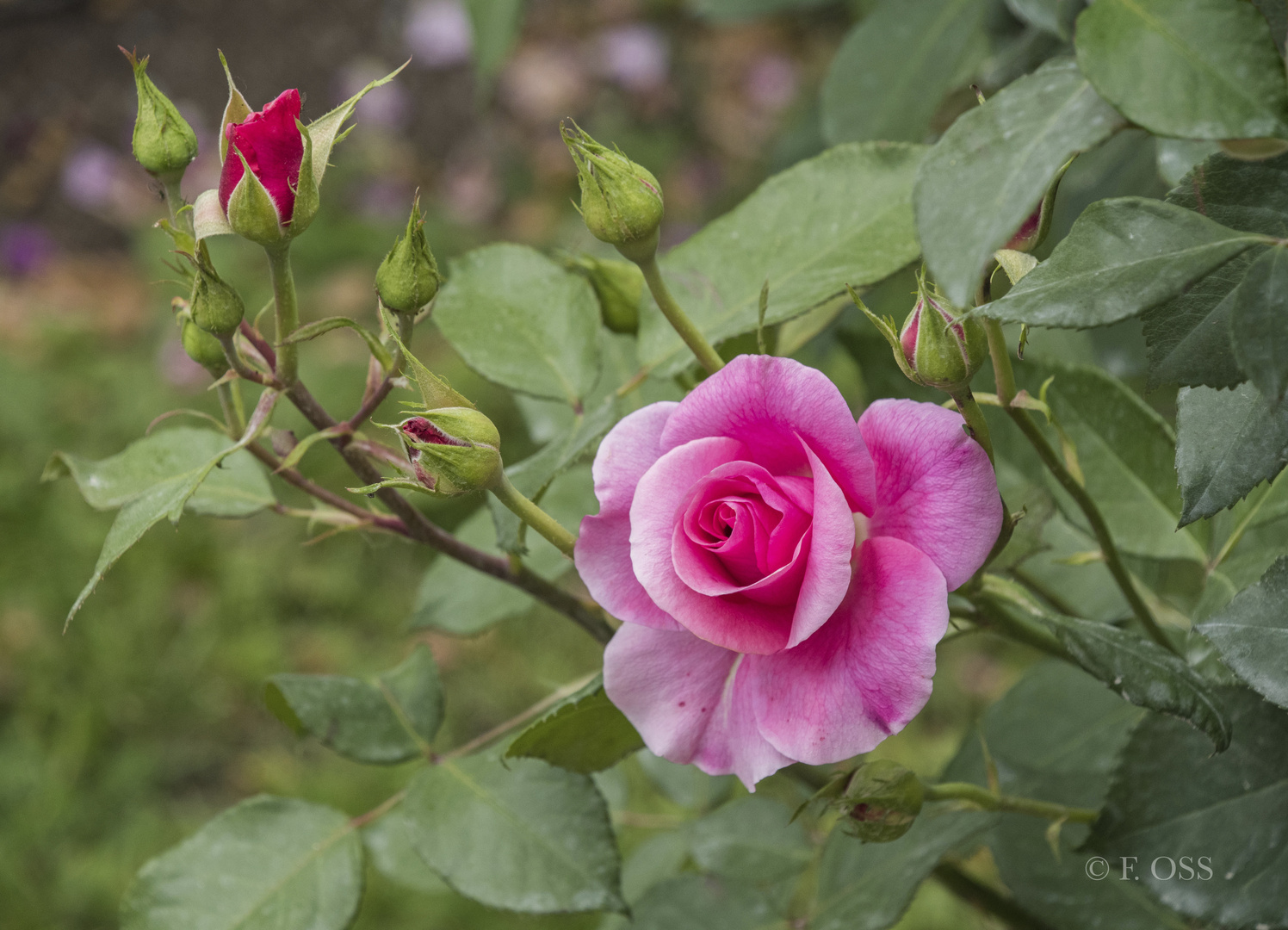 Rose mit Knospe