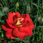 Rose mit Knospen