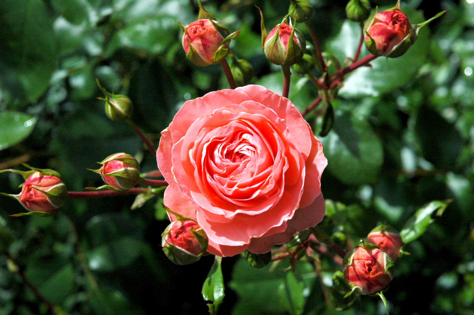 Rose mit Knospen