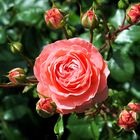 Rose mit Knospen