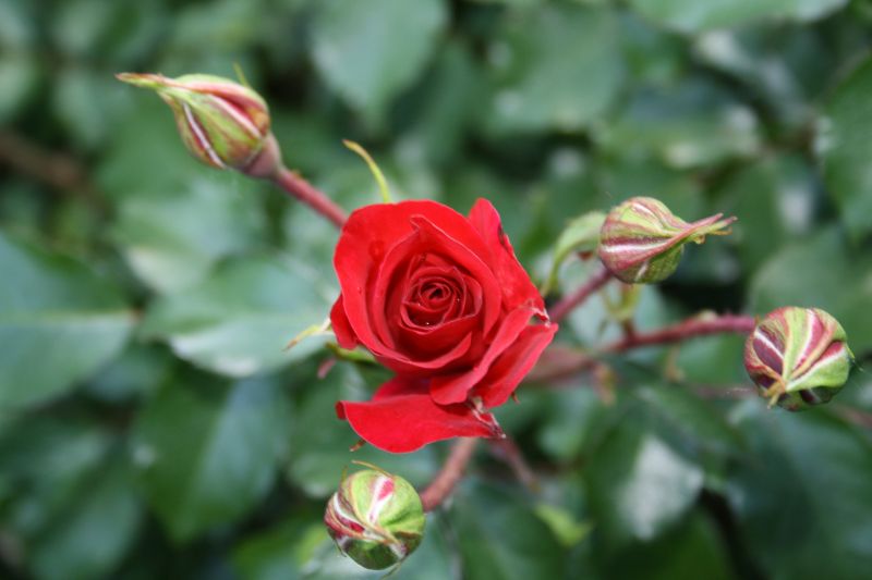 Rose mit Knospen