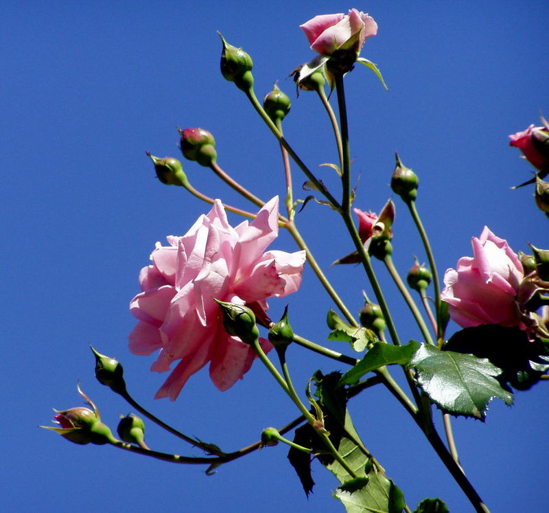 Rose mit Knospen