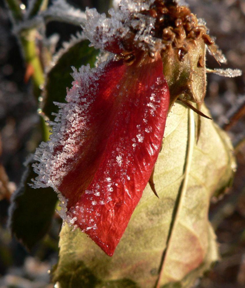 rose mit kristallrand