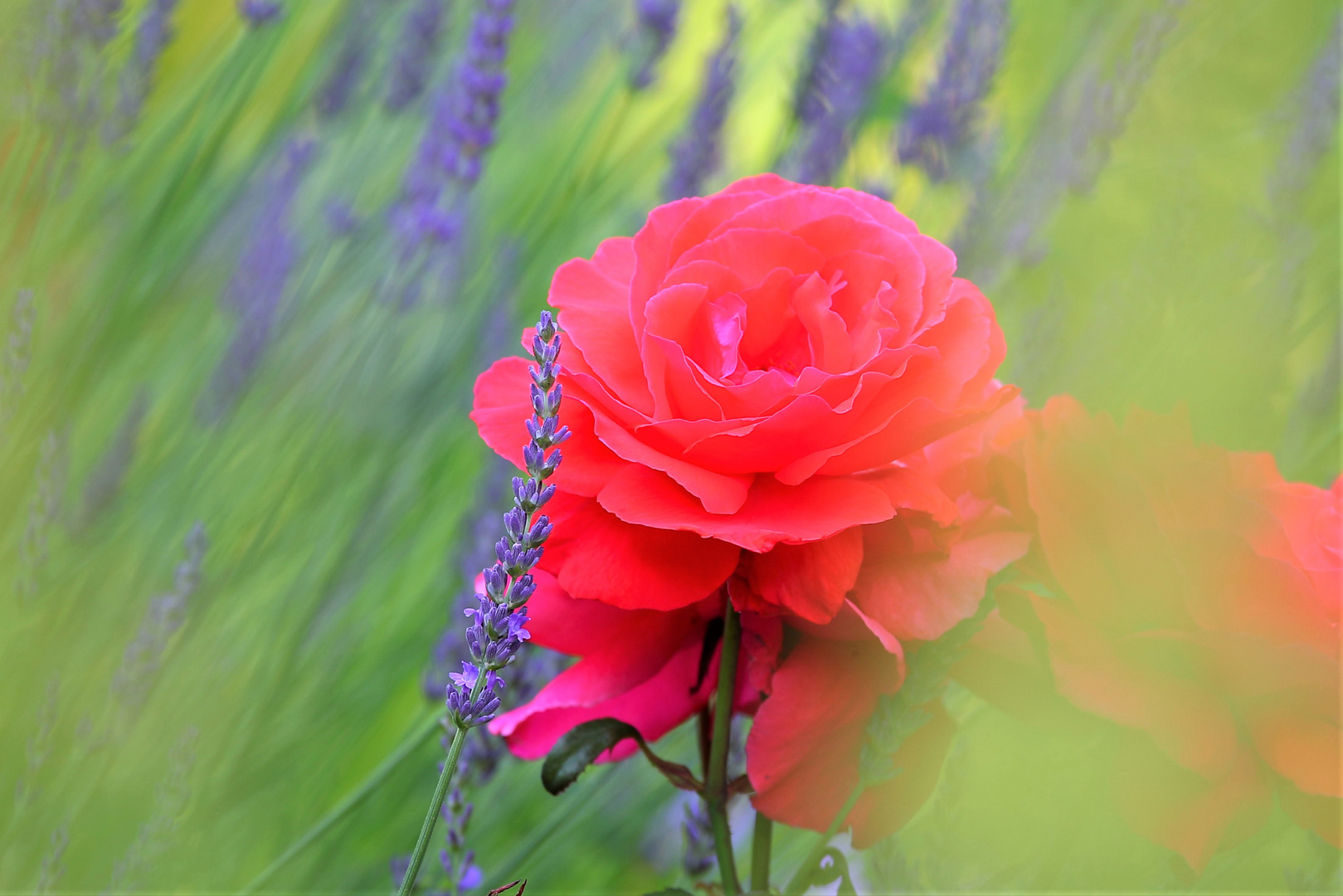 Rose mit Lavendel