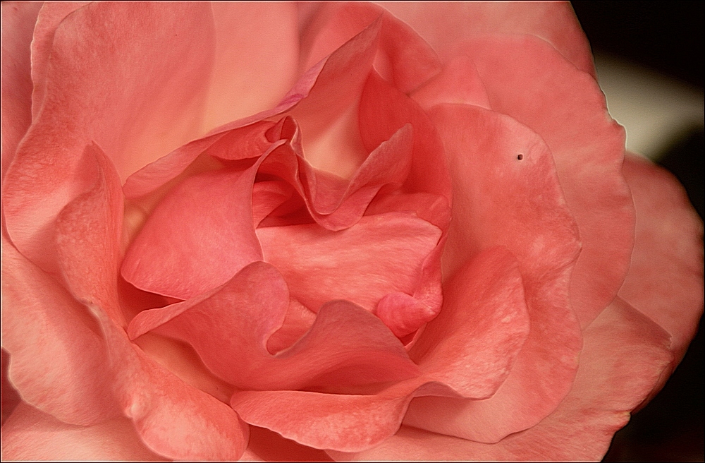 Rose mit Leberfleck