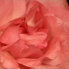 Rose mit Leberfleck