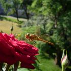 Rose mit Libelle