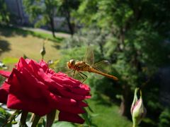 Rose mit Libelle