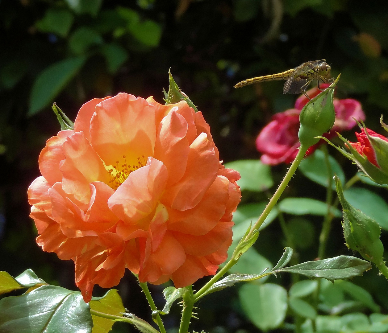 rose mit libelle