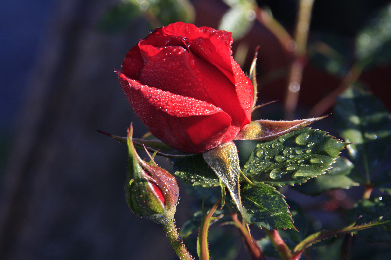 Rose mit Morgentau