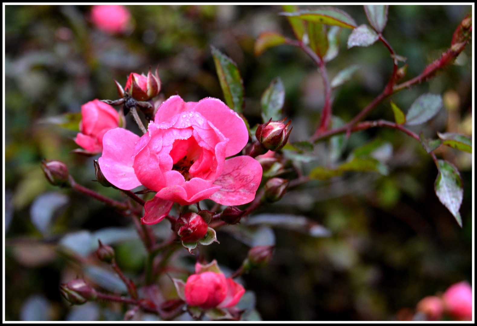 Rose mit Morgentau