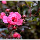 Rose mit Morgentau