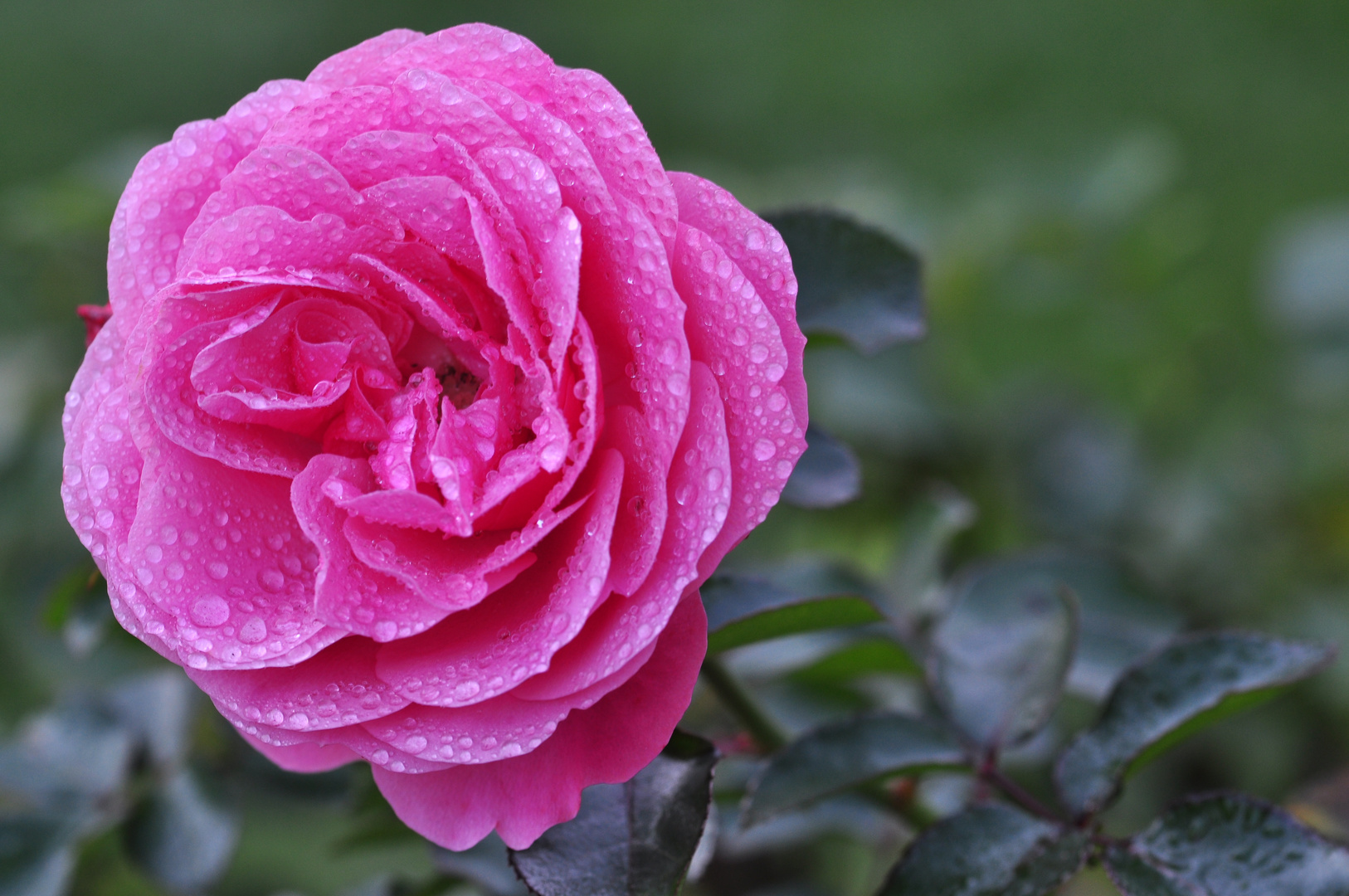 Rose mit Morgentau