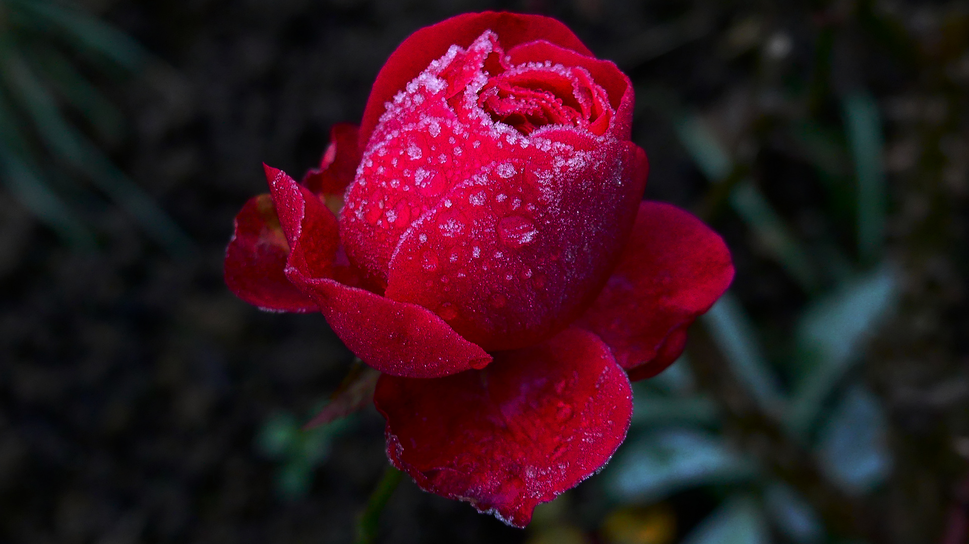 Rose mit Morgentau