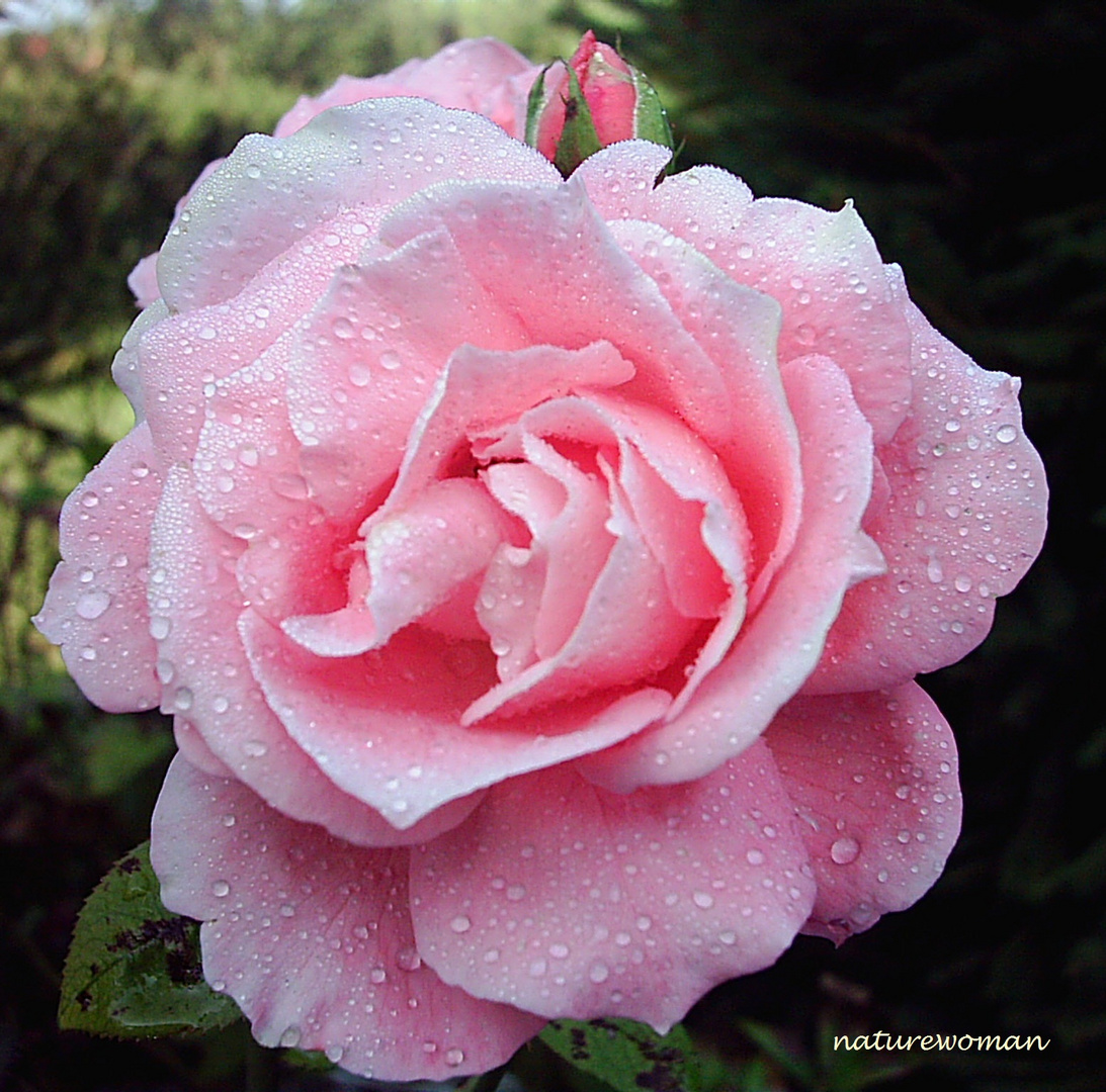 Rose mit Morgentau