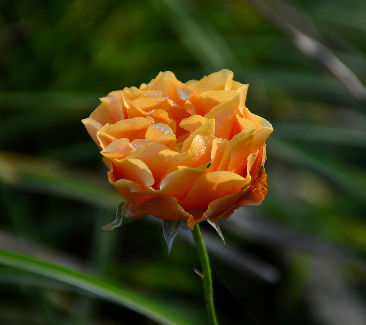 Rose mit Morgentau