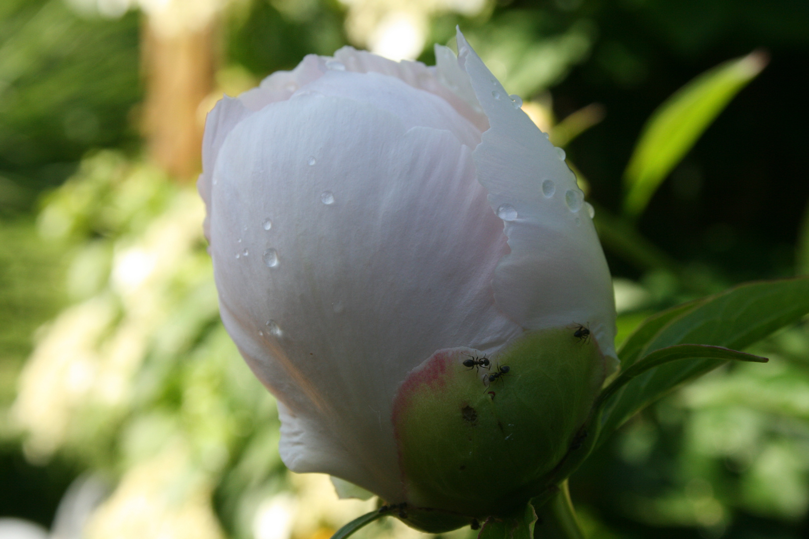 Rose mit Morgentau und Ameisen