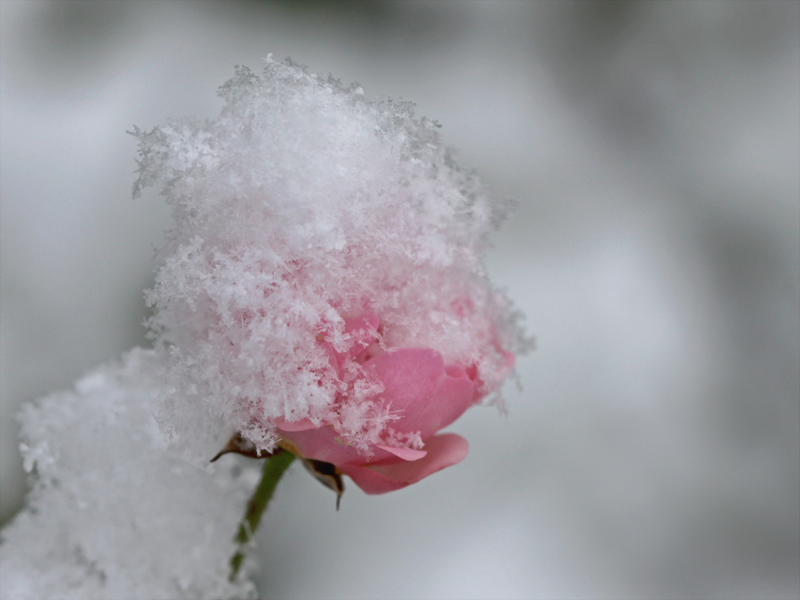 Rose mit Mütze.....