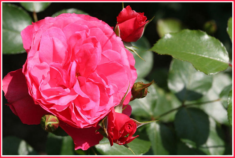 Rose mit Nachkommen