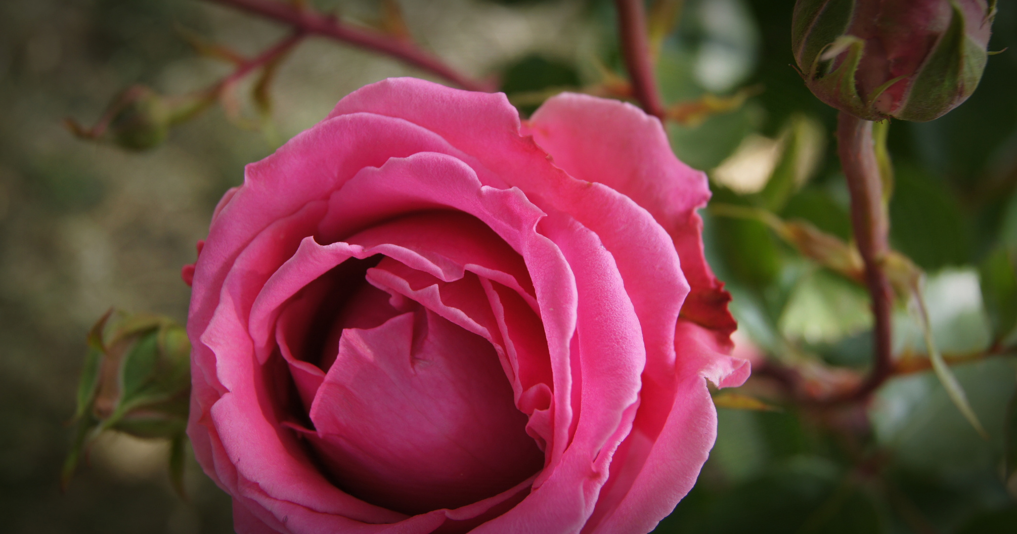 Rose mit "Nachwuchs"