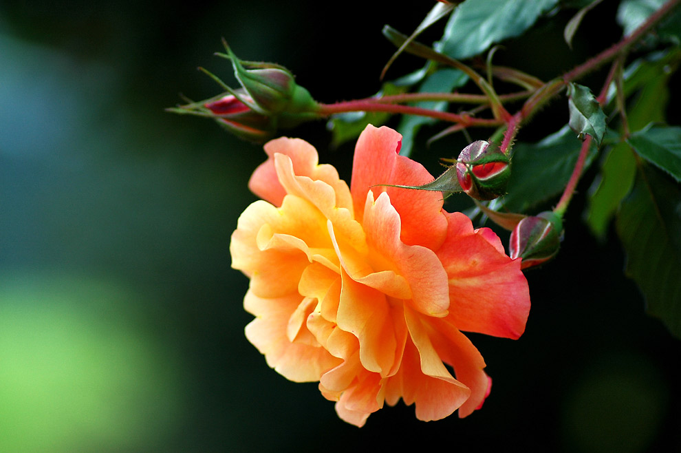 Rose mit Nachwuchs