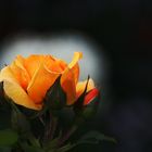 Rose mit Natur-Spot