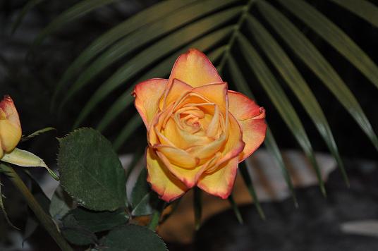 Rose mit Palme