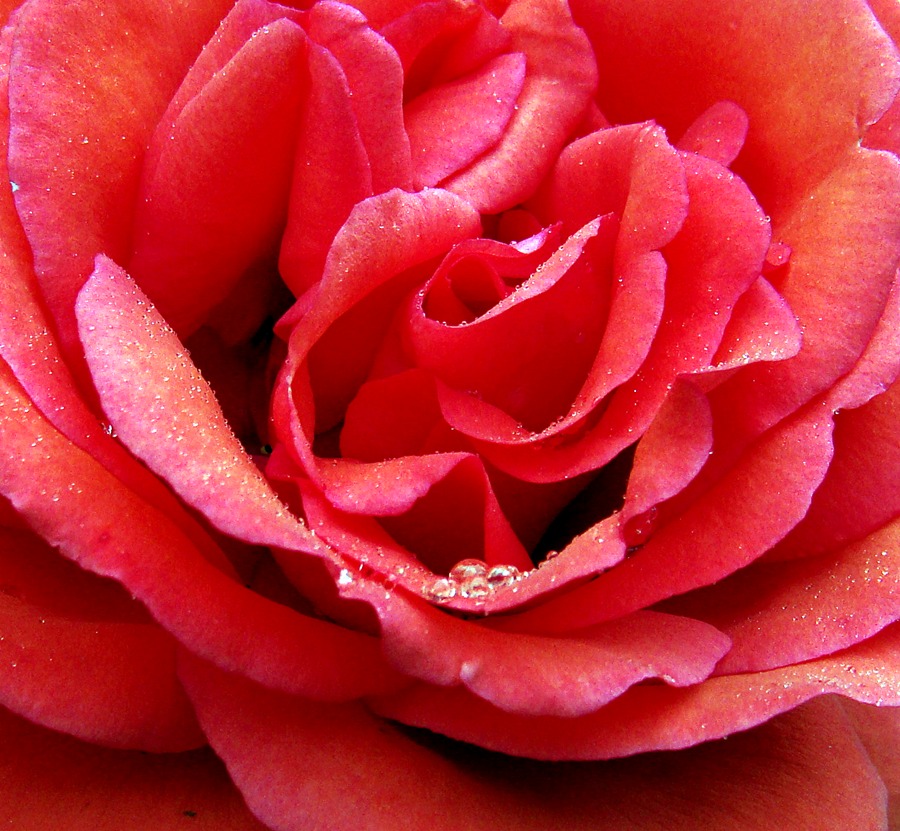Rose mit Perlchen