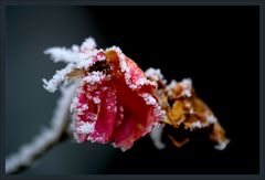 Rose mit Rauhreif