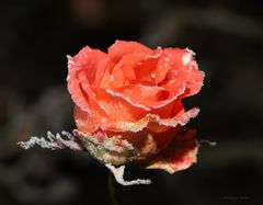 Rose mit Raureif