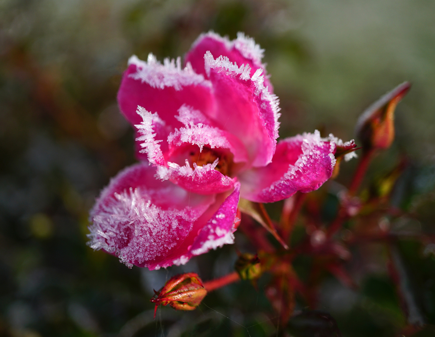 Rose mit Raureif geschmückt