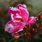 Rose mit Raureif geschmückt