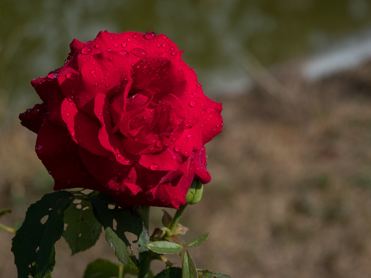 Rose mit Regen