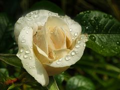 Rose mit Regentröpchen