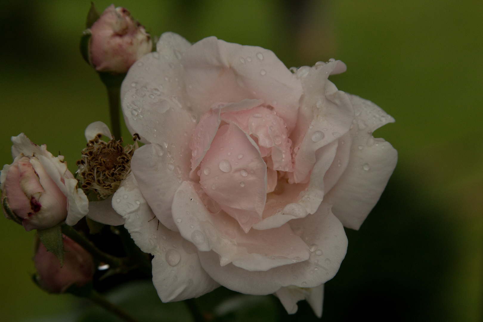 Rose mit Regentröpfchen