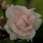 Rose mit Regentröpfchen