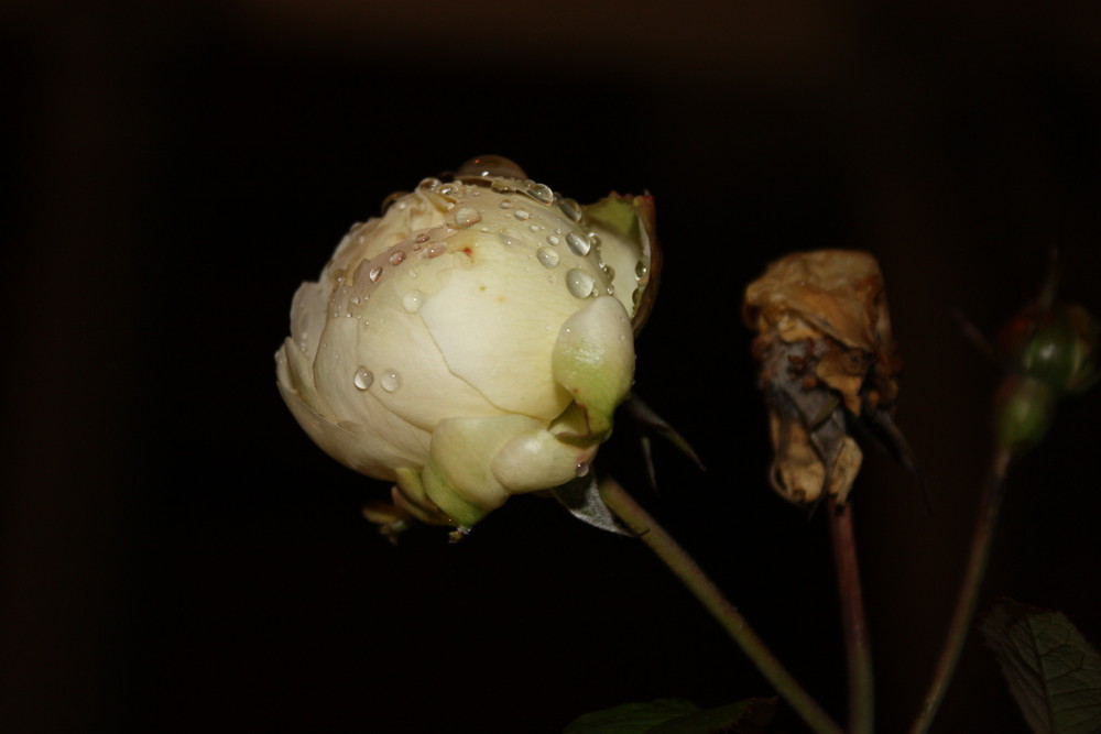 Rose mit Regentröpfchen bei Nacht