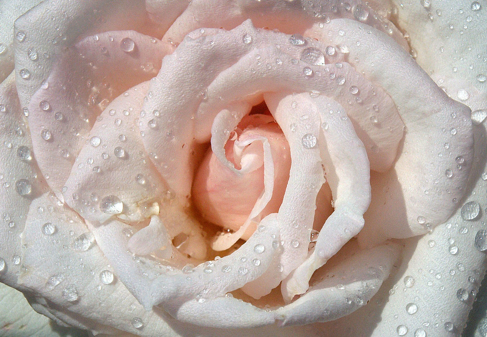 Rose mit Regentropfen