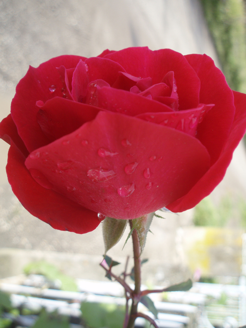 rose mit regentropfen