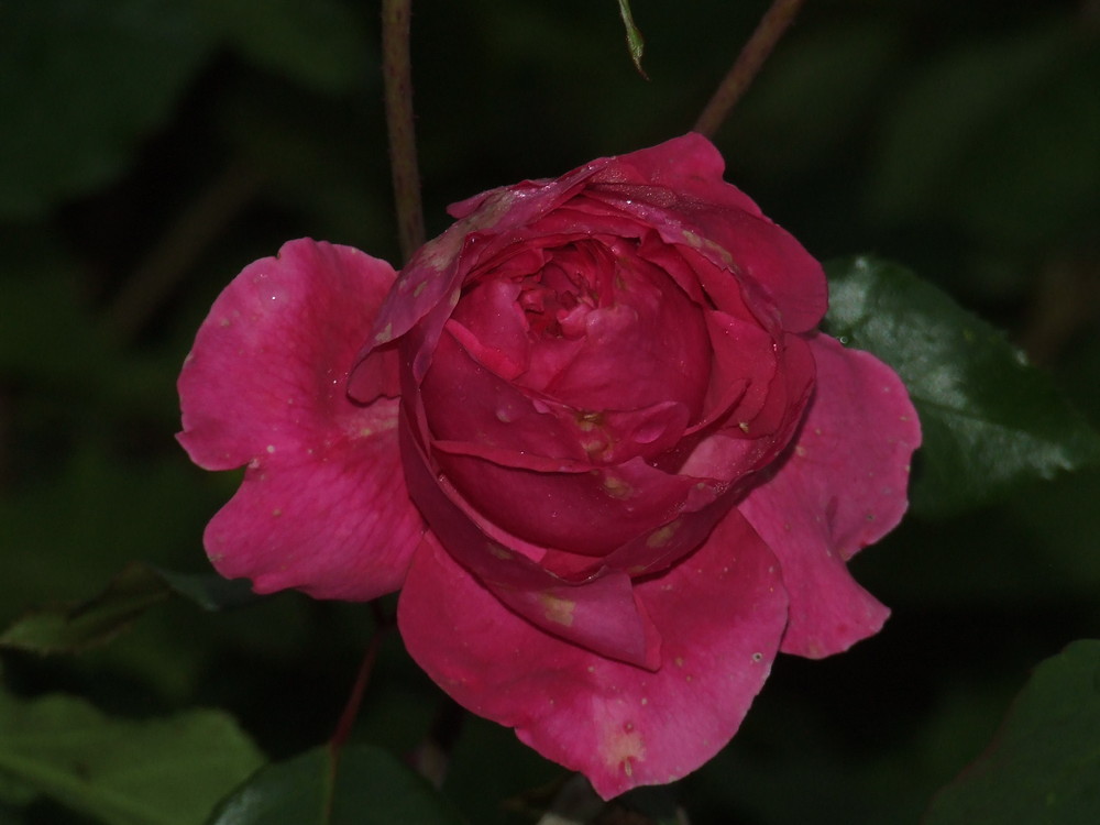 Rose mit Regentropfen