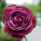 Rose mit Regentropfen