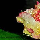 Rose mit  Regentropfen (rose with raindrops)