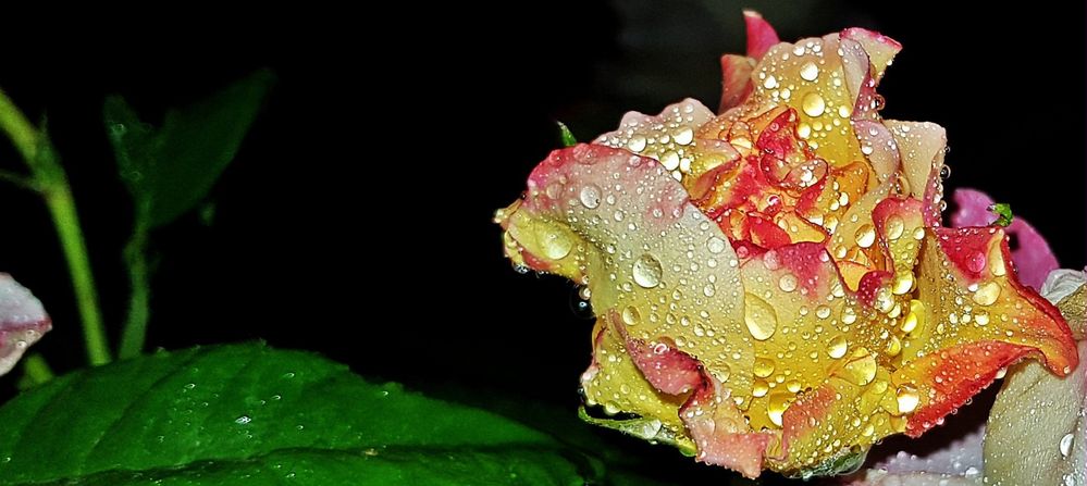 Rose mit  Regentropfen (rose with raindrops)