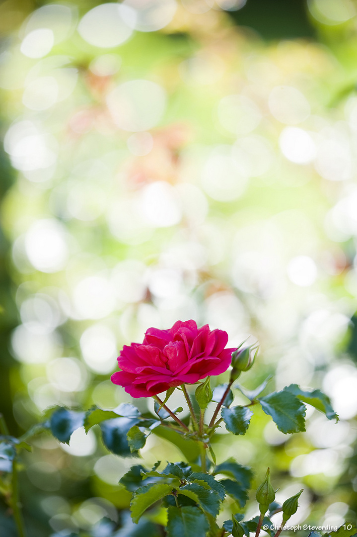 Rose mit reichlich Bokeh