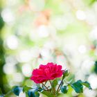 Rose mit reichlich Bokeh