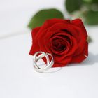 Rose mit Ringen