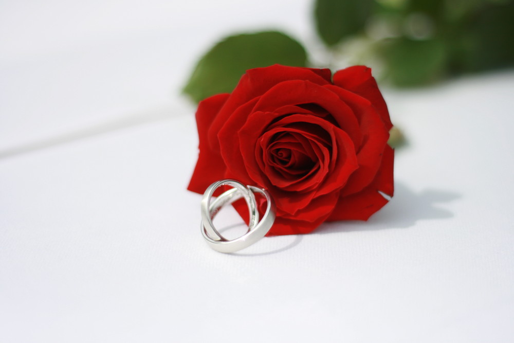 Rose mit Ringen Foto & Bild hochzeit, menschen Bilder auf
